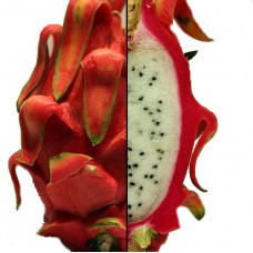 Vietnamese Jaina White Dragon Fruit - Hylocereus - Pitaya/Strawberry Pear-4" Pot   